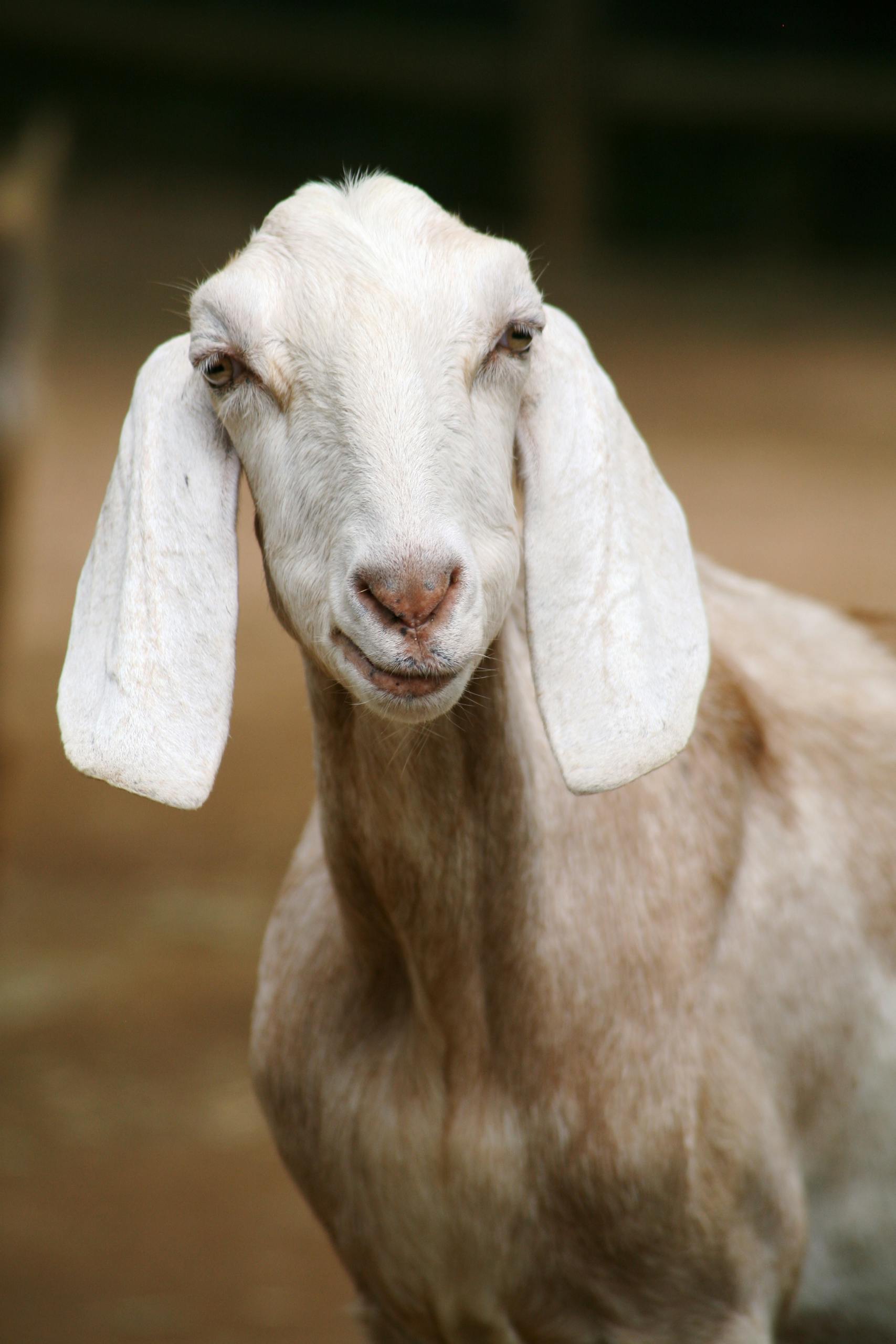 A detailed portrait of a Nubian goat with floppy ears, captured in an outdoor setting.