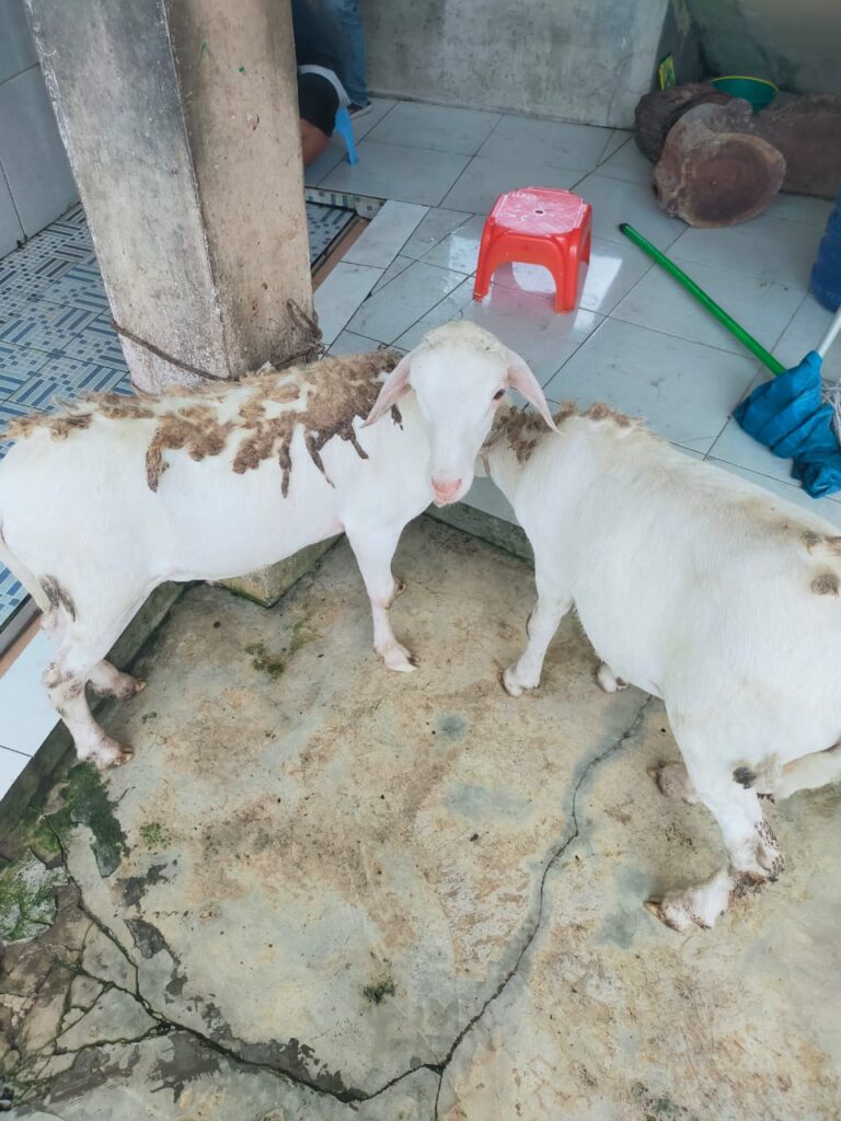 Bunayyaaqeqah Aqiqah Medan12